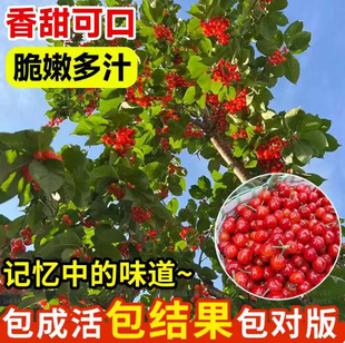 ����܇��������Ҙ����ϱ����Nֲ���Ե��Թ��䰫�����Ҙ�������