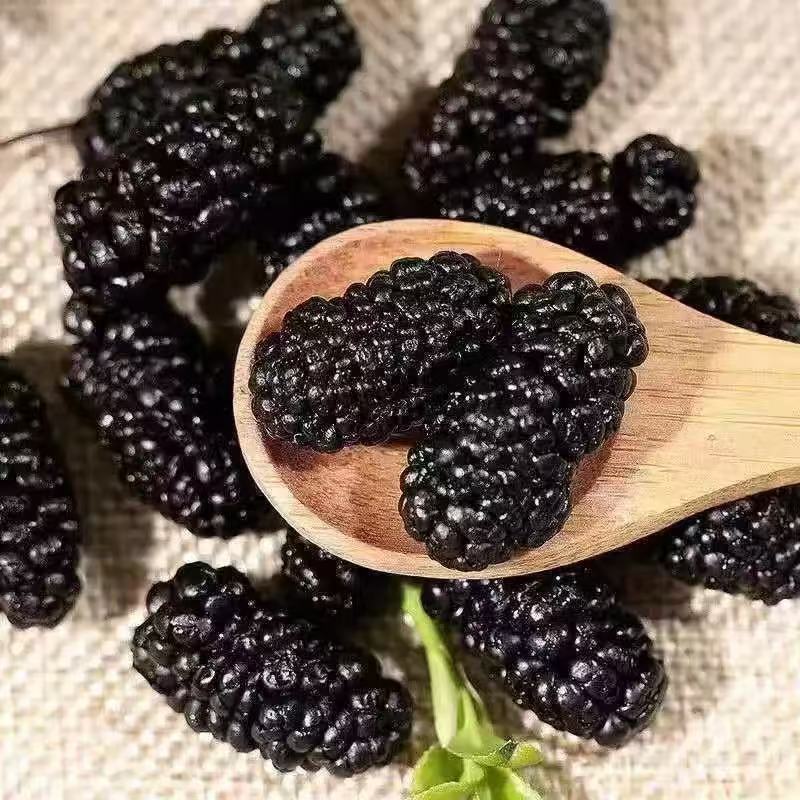 现货批发代发新疆特产大果黑桑葚干新货干净无沙手工挑选桑葚干