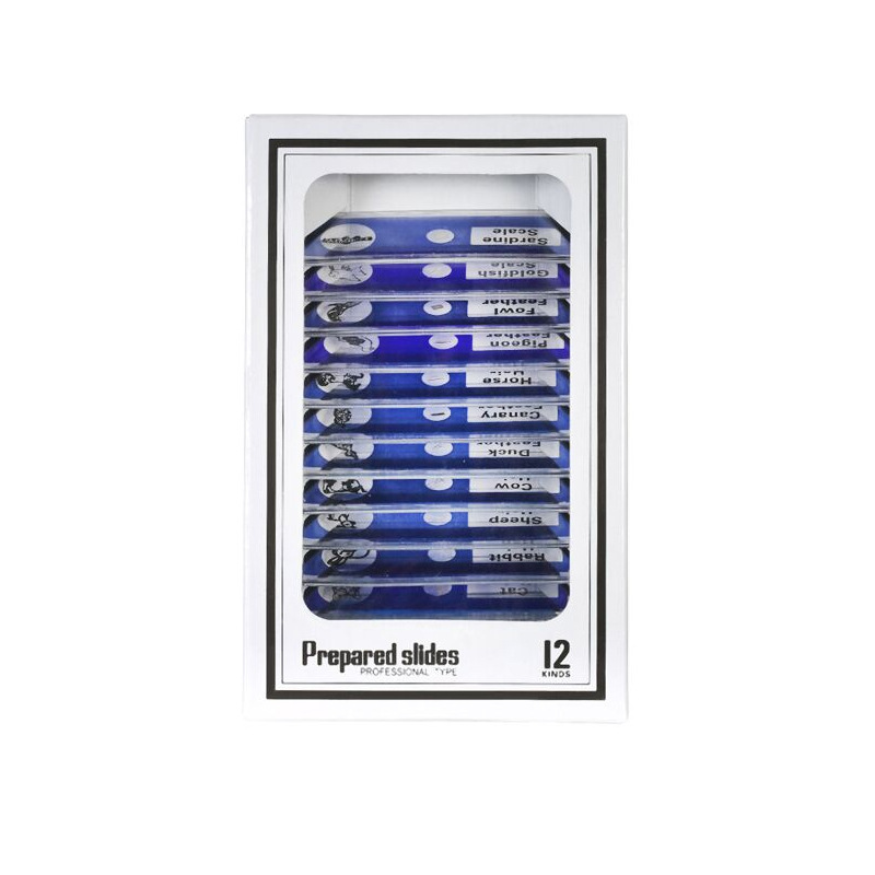 푸른 동물 12 표본 * 영어