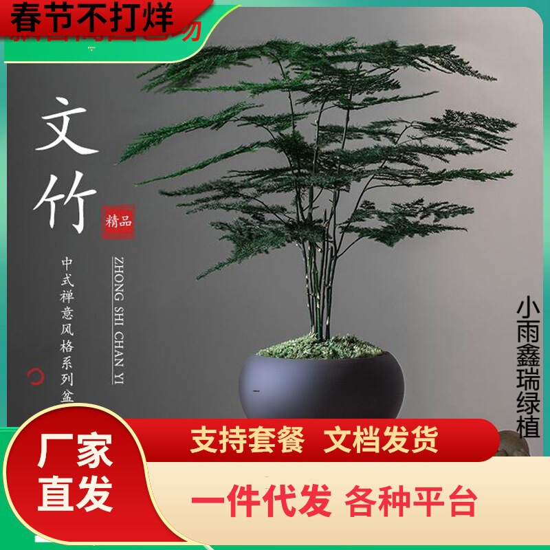One-Piece Bamboo Potted Plant Indoor Living Room Chinese Zen Bonsai Easy to Maintain Green Plants Office Ornaments