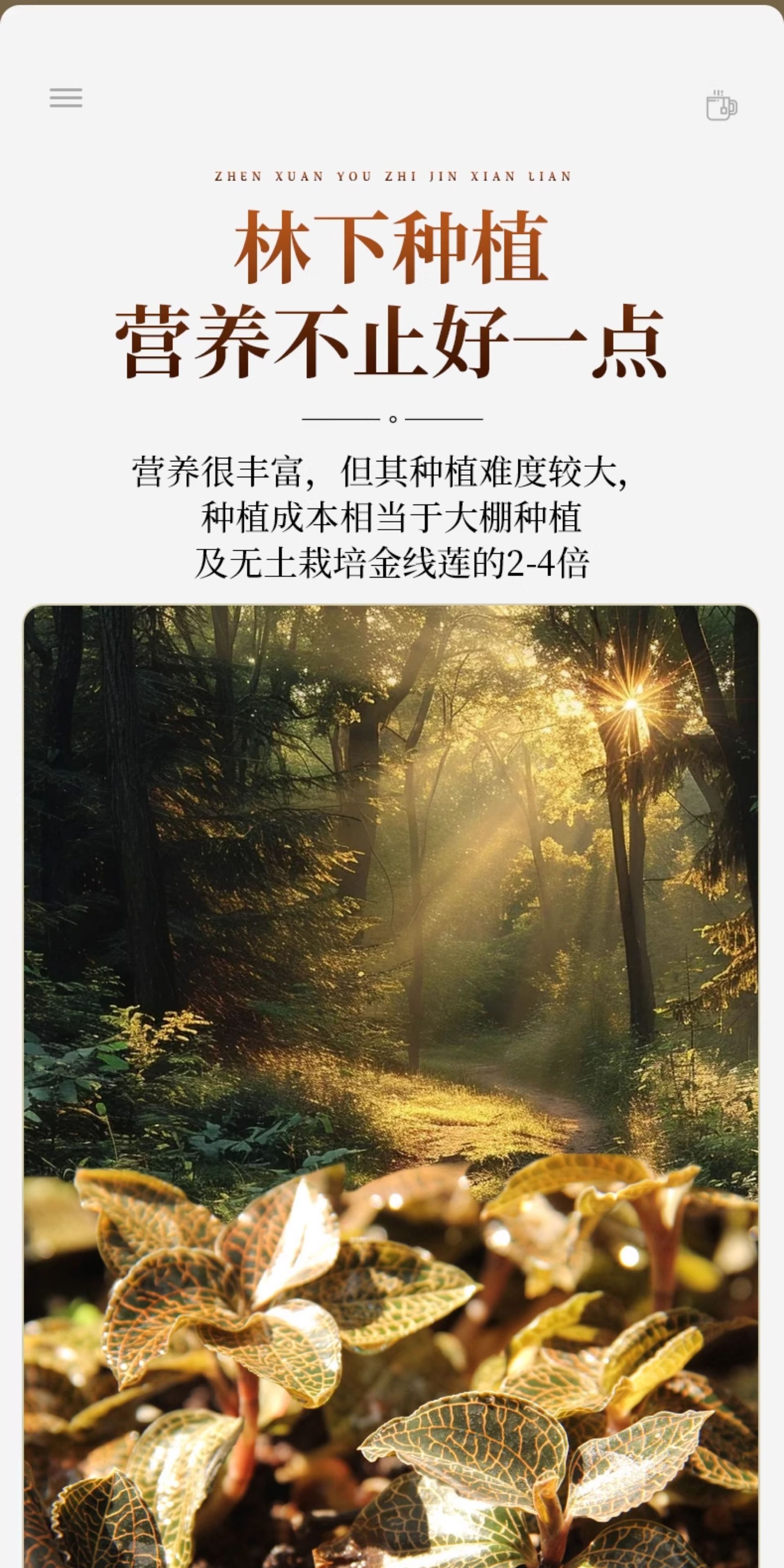 Anoectochilus Dried Whole Plant Tea 250g Fujian Jinxianlian Gift Box key features