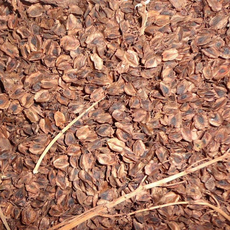 Семена ревеня недавно подобранная Подкова ревень коровий язык ревень Южный ревень парчи семена Китайские травяные семена медицины