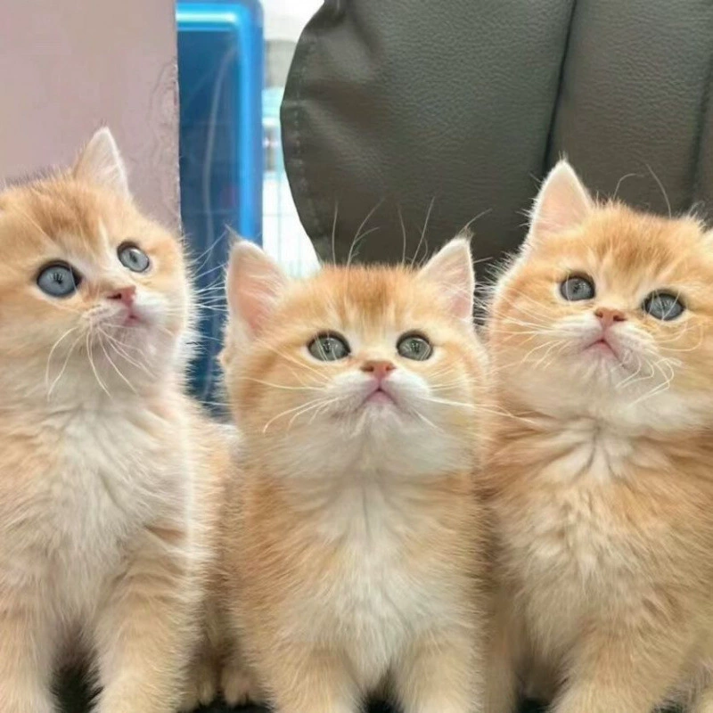 Чистокровный милый золотой кошачий градиент, милый и липкий живой короткошерстный питомец-гномик, здоровая десенсибилизация и отсутствие стресса.