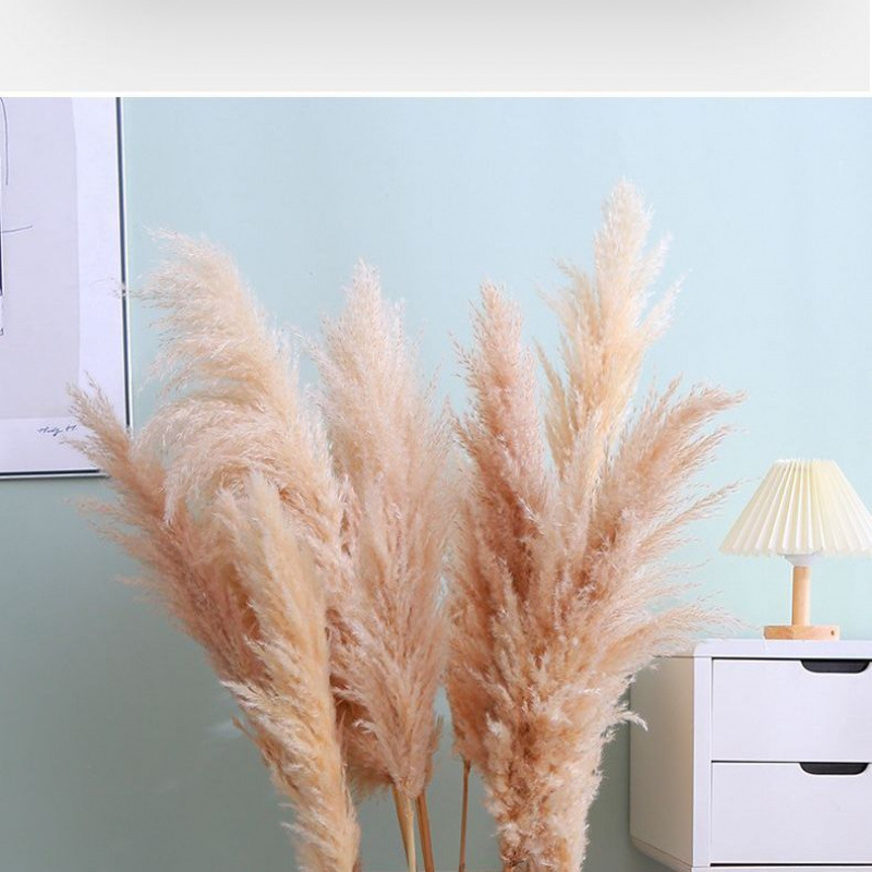 대형 팜파스 그래스 80cm 3개