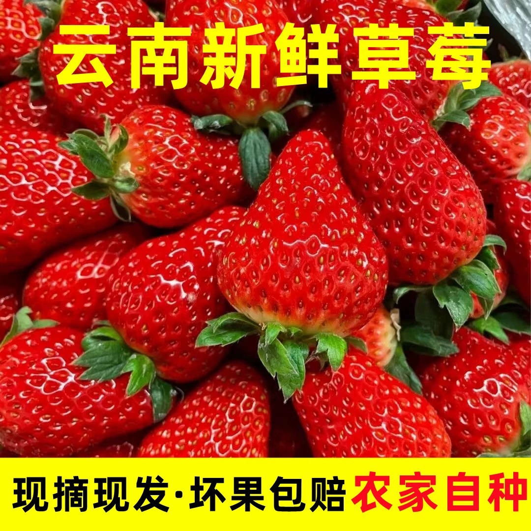 Yunnan four-season Shuangliu strawberries fresh commercial strawberries for baking milk tea candied fruit special base direct shipment in stock