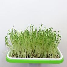 ѿ��˷N�� �����㶹�N�� ����㶹��ѿ���ļ��̨ˮ���㶹��N��