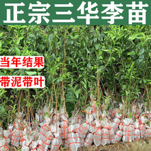 XyAӘtļ޽شӘˮϷNֲ