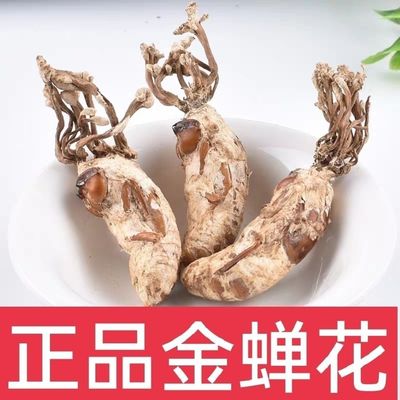 new goods wild Cicada Cicada Flower Cordyceps Cordyceps 250g/10g Cicada Toad
