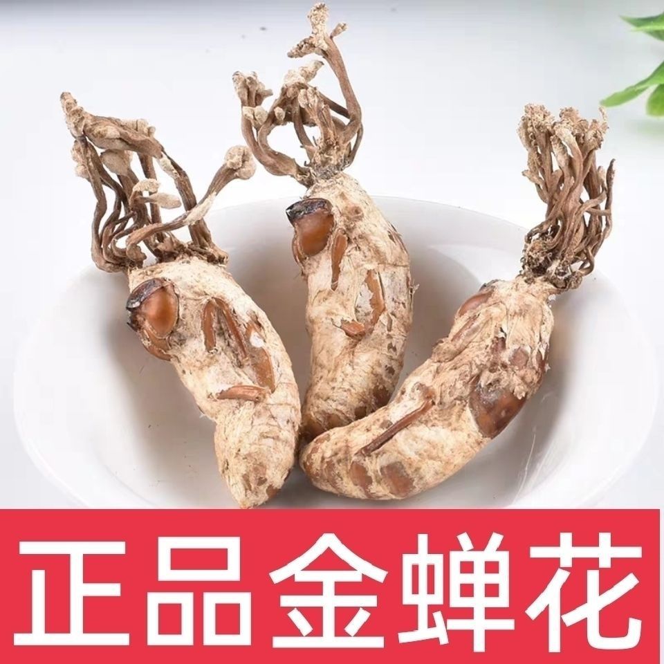 new goods wild Cicada Cicada Flower Cordyceps Cordyceps 250g/10g Cicada Toad