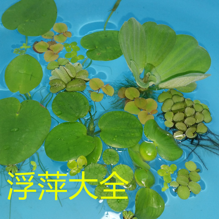 浮萍水草水芙蓉心叶萍圆心萍珊瑚萍萍槐叶萍豹纹萍水葫芦凤眼莲 种苗花卉网