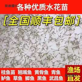 水花鱼苗批发鲫鱼鱼桂鱼大头花鲢白鲢青鱼鲤鱼武昌鱼翘嘴鱼麦太保