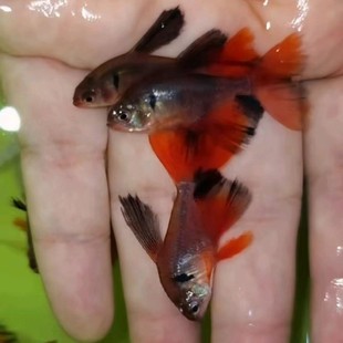 ܽ������~ �^�p�~�O��ֱ�N