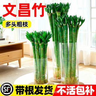 �Ĳ���4֧����}�����F������ˮ�������Gֲ�͏d��������՚���B