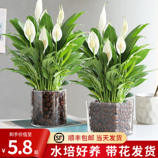 Smooth Sailing, White Palm Potted Green Plants, Hydroponic Flower Plants, Green Radish and Anthurium in the Office, Blooming in All Seasons and Easy to Maintain