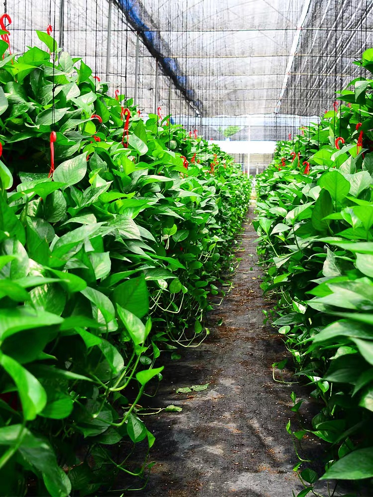 微信图片_202010251659156