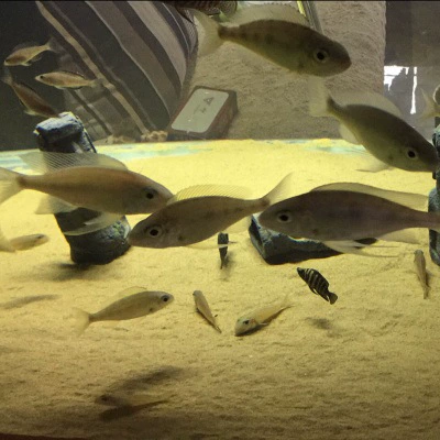 Аксессуары для аквариума украшение рептилий украшение Каменная статуя острова Пасхи