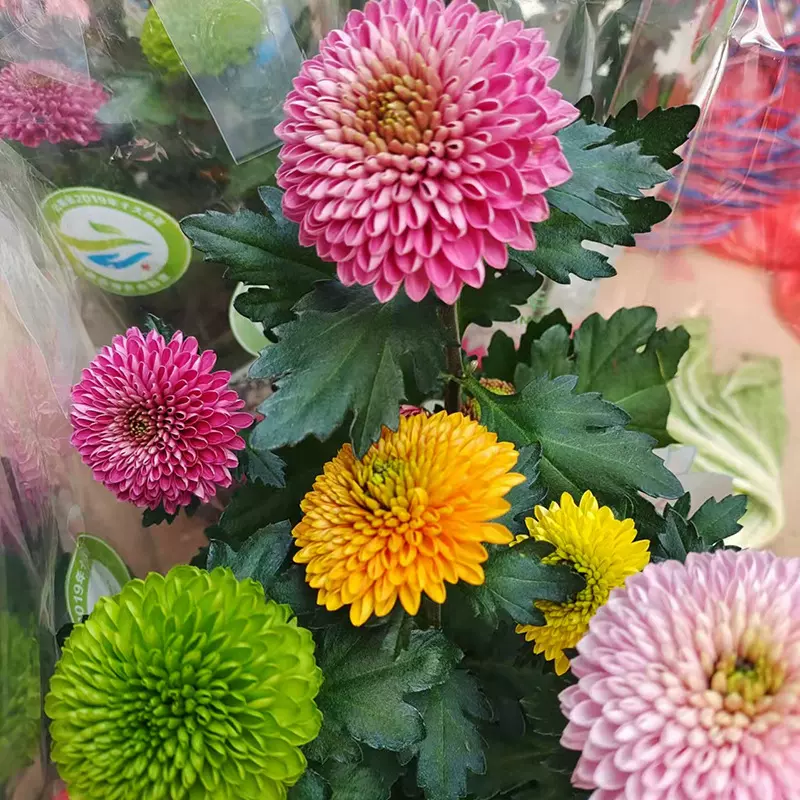 室外乒乓菊花九月菊 荷兰菊鲜花绿植花卉小雏菊带苞菊苗阳台盆栽
