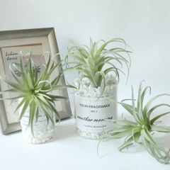 廠家鳳梨草空氣草仿真花家庭裝飾婚慶手捧花牆植物牆假花MW17691