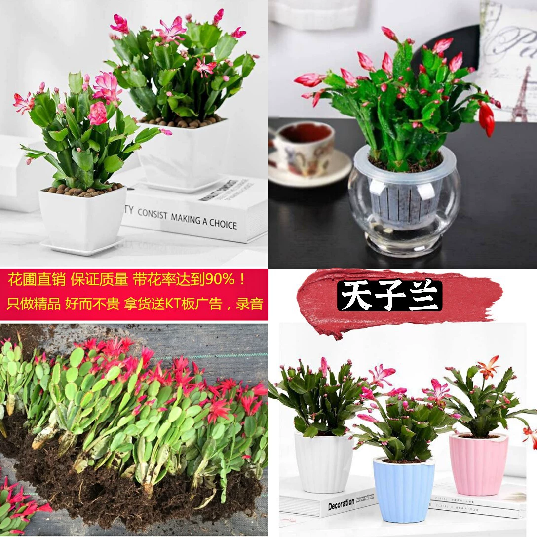 Запуск питомника Jianghu Tianzilan Set Up Выставочный Прилавок Известные цветы Новые продукты Тяньцзилань Известные цветы Бутик Tianzilan Краб Коготь