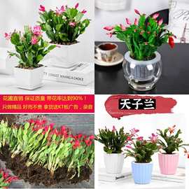 跑江湖天子兰苗圃摆展会地摊名花新品天子兰名花精品天子兰 蟹爪