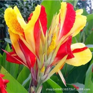 Leaf Viewing and Flower Viewing Outdoor Roadside Courtyard Greening Flower Plant Seeds Banana Root Cold-Resistant Perennial Root