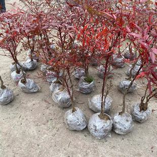 Flame Nandina Bamboo Saplings Potted Courtyard Plants Nandina Blue Sky Bamboo Bonsai Outdoor Cold-Resistant Greening Free Shipping