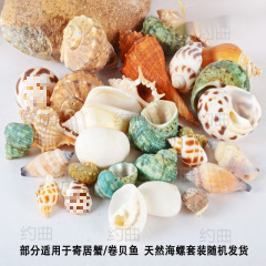 然寄居蟹替换壳卷贝鱼空壳水族造景创意手工风铃相框装饰画