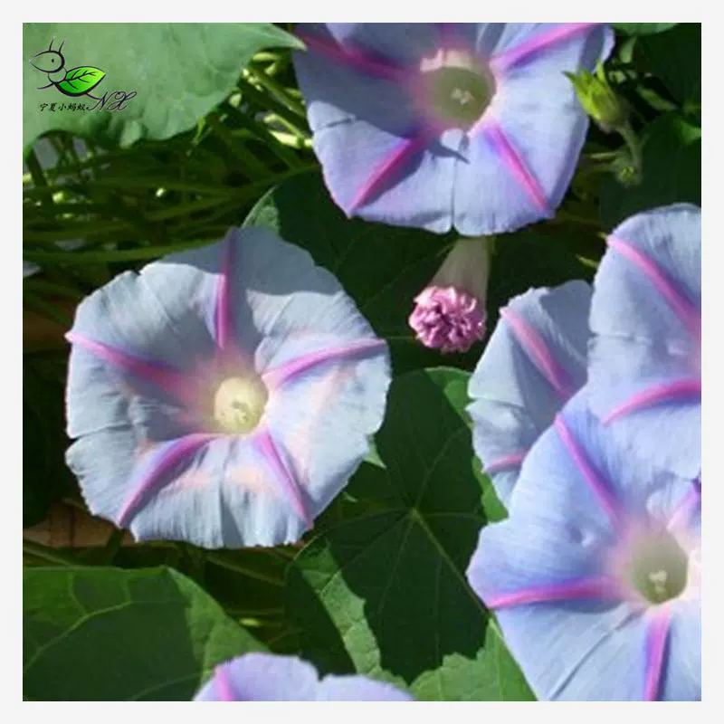 В19 импортированные семена Утренней славы/Нинся маленькие муравьи хорошее разведение легкий посев балкон двор вьющиеся растения 10