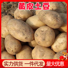 正宗黄皮土豆5斤整箱现挖现发新鲜蔬菜3批发包邮10甘肃洋芋马铃薯