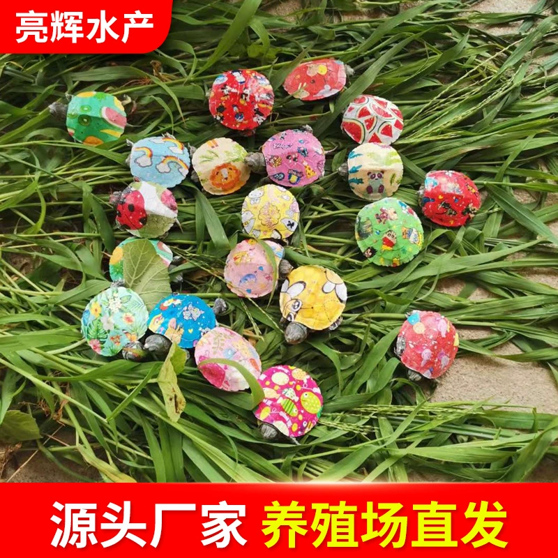 Красочная маленькая черепаха оригинального цвета бразильской черепахи домашних животных оптом