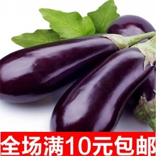 绿长茄种子紫茄子种子黑龙快圆茄西安早罐茄紫红长茄天津二苠茄子