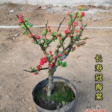 海棠花盆栽长寿冠海棠花四季盆栽带花苞适于庭院客厅阳台装饰净化