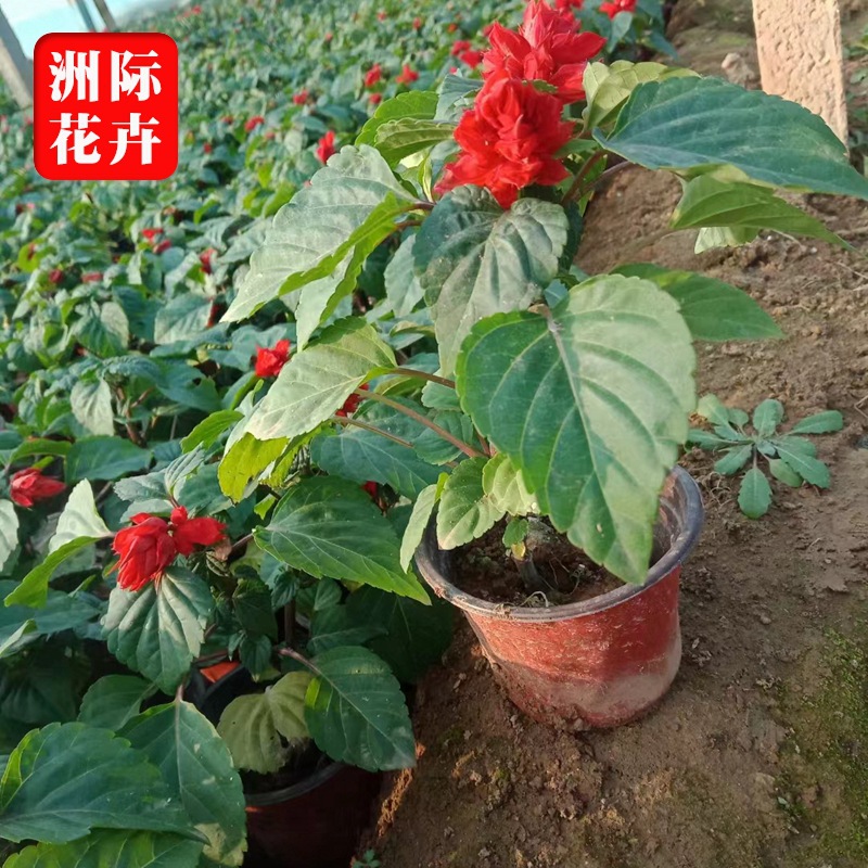 一串红 景观工程苗木供应大量批发时令草花一串红 租摆工程用花