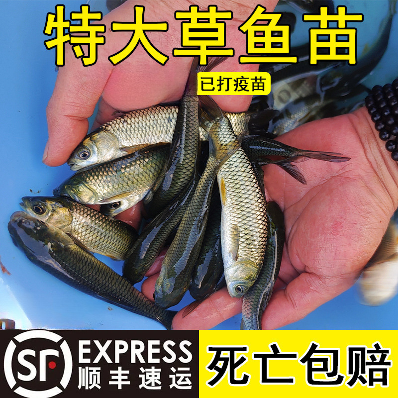 Pequeño alevín de hierba gran carne crujiente, alevín de hierba pequeña, alevín de hierba de agua dulce, alevín de hierba de Anhui, alevín de hierba de cuatro grandes al por mayor.