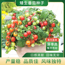 �S�����l�����t���ѷN���҃��̨�}Ů���N���ļ�����С���t���N��