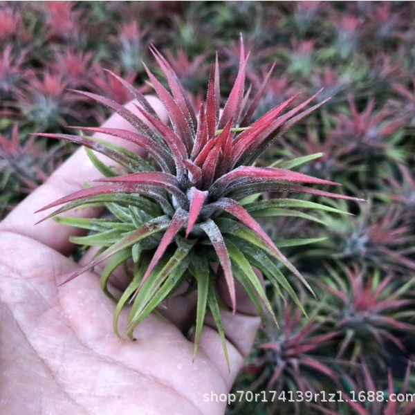 Завод прямого воздуха Железная Орхидея беспочвенный завод Воздух Железная Орхидея Хами Дыня эльф оптом