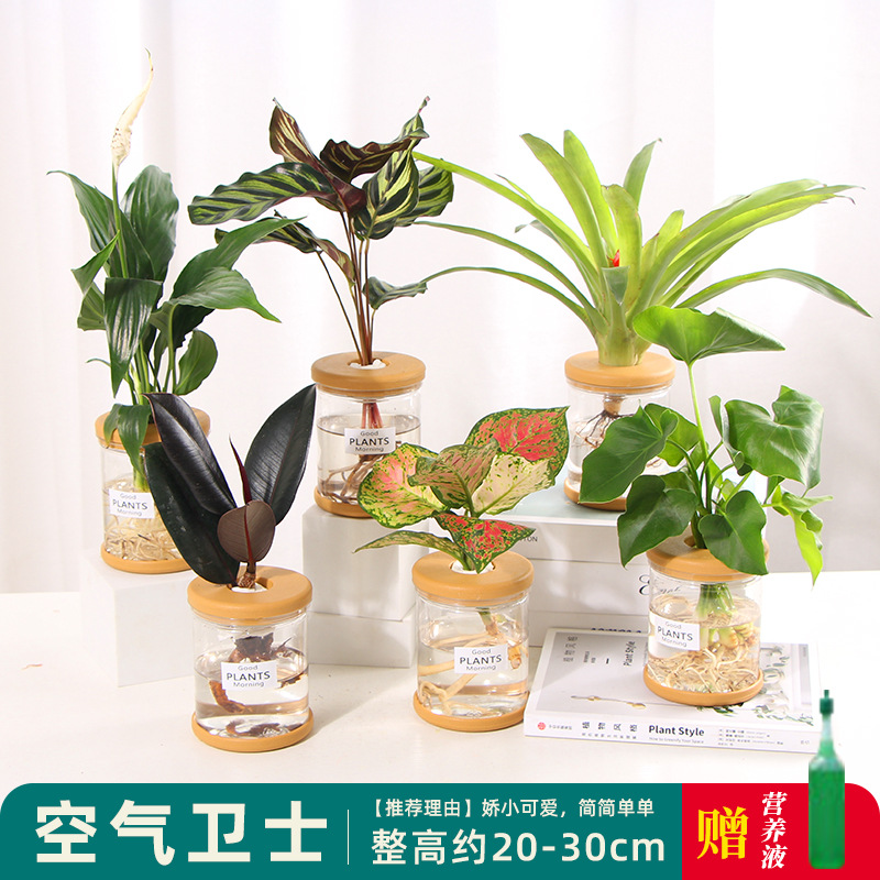 Plantas hidropónicas en maceta de flores de oficina de flores pequeñas plantas verdes en todas las estaciones, fácil de cultivar plantas en maceta de agua suculenta.