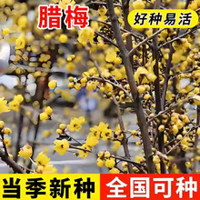 �����²��D÷�N���D÷����N�������D÷���÷����÷�ͺ����㻨��