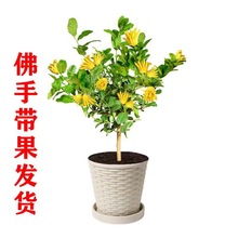 佛手苗金佛手树苗带花果四季阳台室内盆栽庭院种植佛手柑当年结果