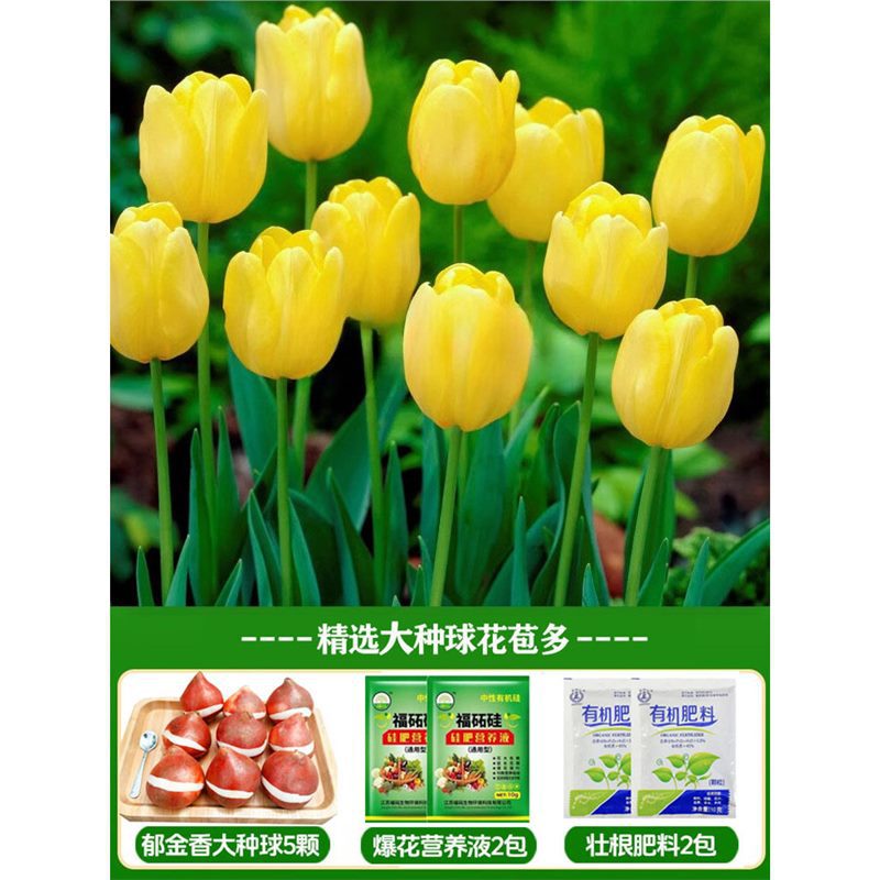 A16 yuehui tulip 3 large balls + nutrient solution + fertilizer