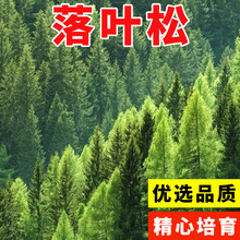 ���|��ľ�N���~�ɷN���ļ��L�G��N���ձ����~�ɷN���S���ɷN