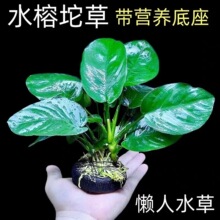���~�������ˮ��ˮ������~���쾰�B�~�Gֲ�����B��ԑ�������