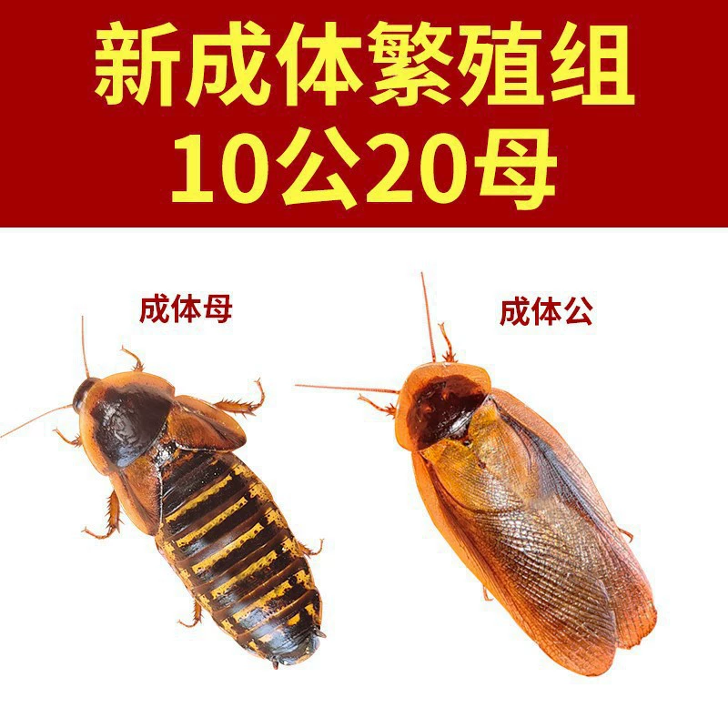 [杜比亚蟑螂昆虫爬宠活饵饲料新成体繁殖组半斤中国]