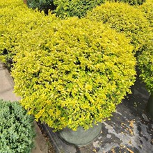 ����Ůؑ�� ��ֲ��ؾ����ܻ��@�쾰���͘�������ǽ��~Ůؑ