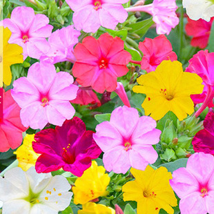 Purple Jasmine Seeds Are Easy to Grow in All Seasons, Mine Flower Seeds, Rouge Flower Seeds, Balcony Courtyard Easy-To-Live Potted Flower Seeds, Batch