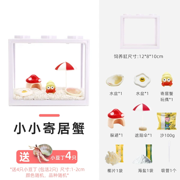 Little Hermit Crab [Medium Block Box] - 4 bean diced (2 live)