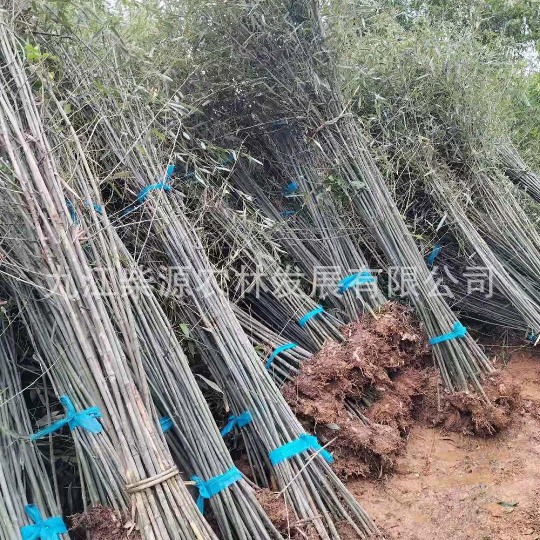 Gangzhu 1.5cm Gangzhu 2cm Gangzhu 2,5 мм стальной бамбук 3cm Полная корона Gangzhu оптом