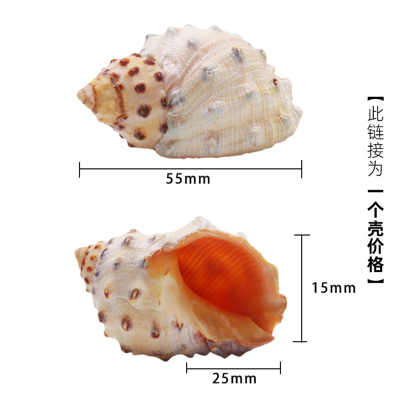 살구 X84 파인애플 껍질 대형 사이즈 3cm 게에 적합