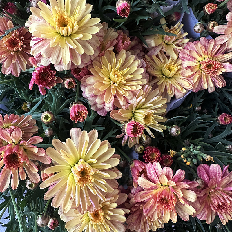 오렌지마(폭발기) 클래식 품종