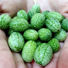 拇指西瓜种子迷你小黄瓜种籽阳台盆栽观赏水果种孑批发原装正品